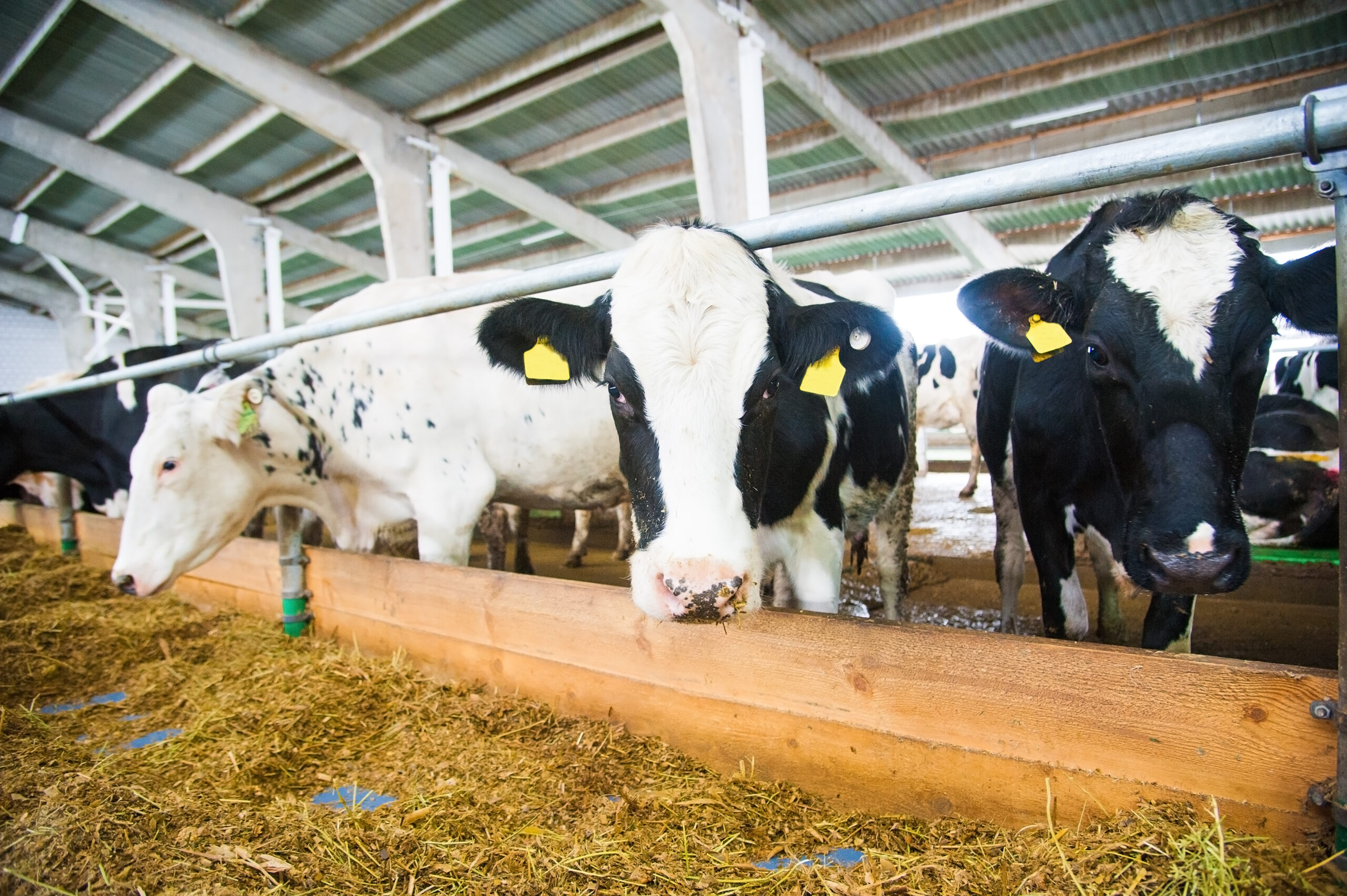 Detecting dangers in dairy: What gases should you be aware of? - Cirrus ...